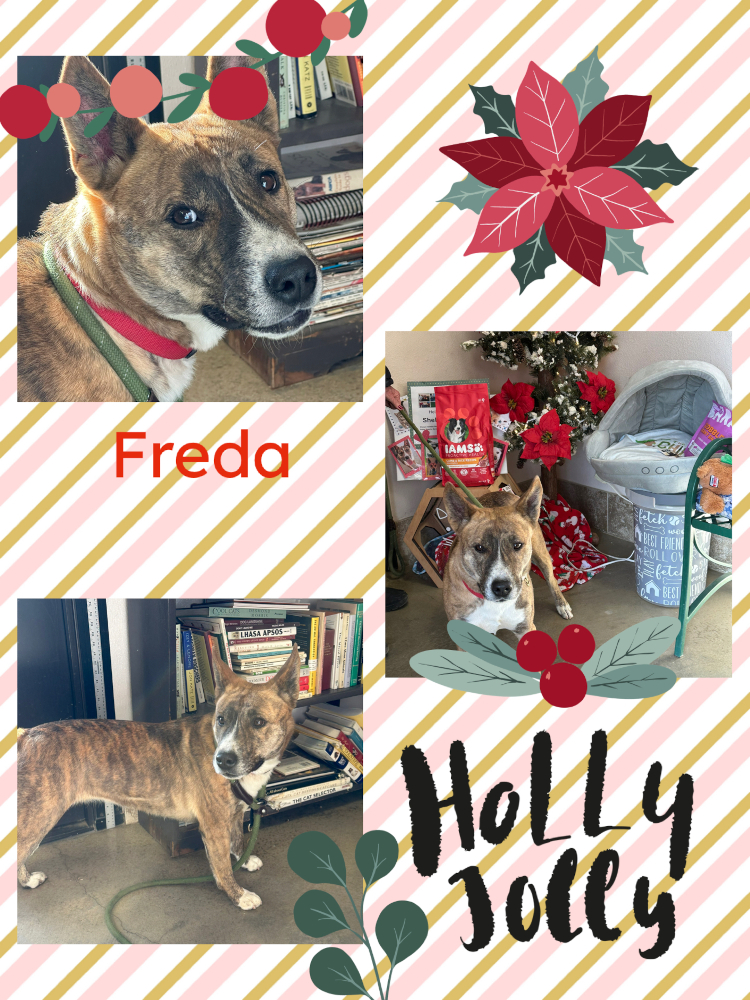 Freda & Holly Jolly Collage